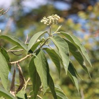 Solanum erianthum D.Don